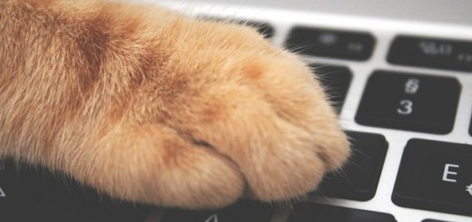 orange-cat-foot-on-laptop-keyboard-1440387